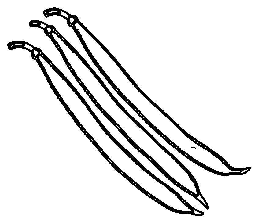 bean